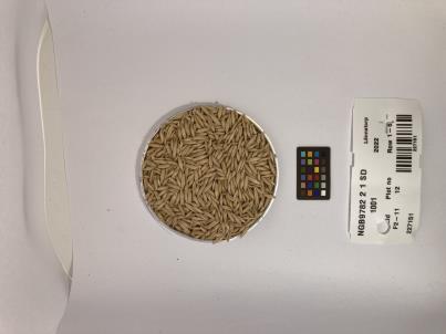 Click for 1 image(s) for this accession. SEED